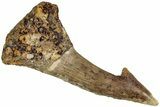 Fossil Sawfish (Onchopristis) Rostral Barb - Morocco #230989-1